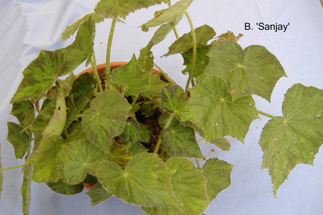 B. ‘Sanjay’